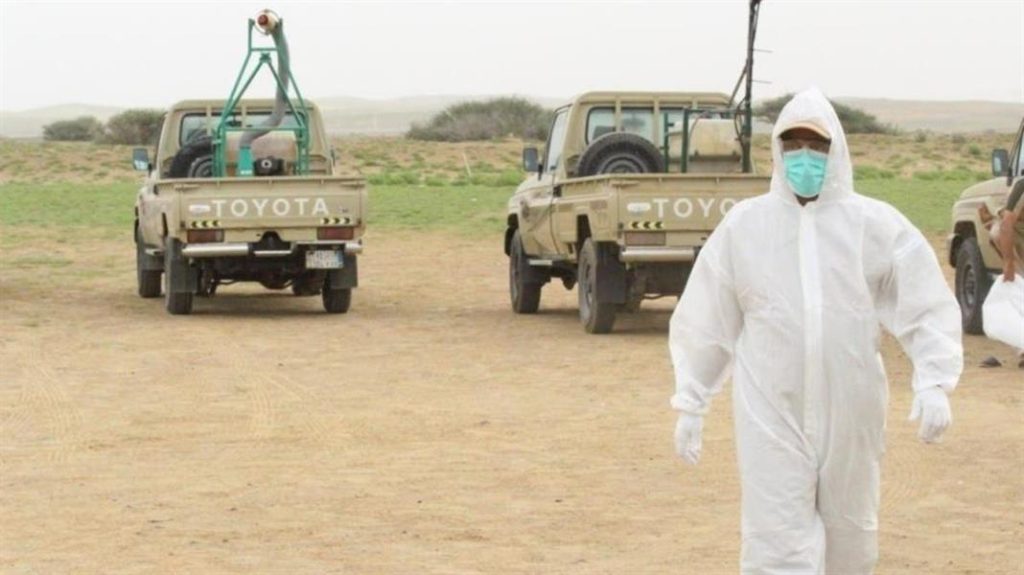 مكافحة انتشار الجراد الصحراوي بمشاركة 12 دولة في المملكة العربية السعودية
